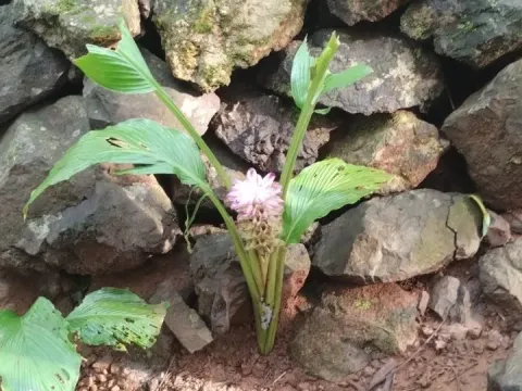 Aromatic turmeric