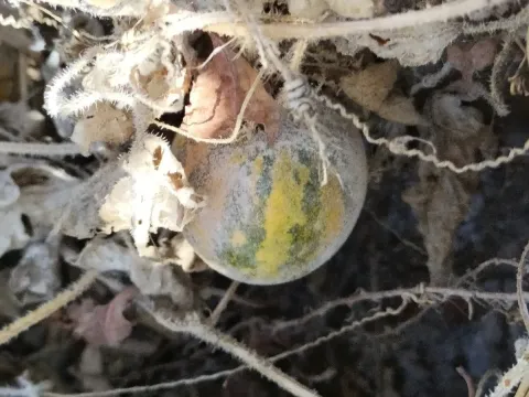 Buffalo gourd
