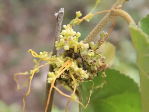 American dodder