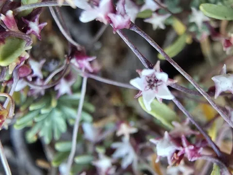 Cuscuta babylonica