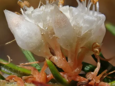 California dodder