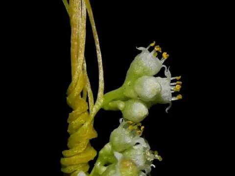 Chinese dodder