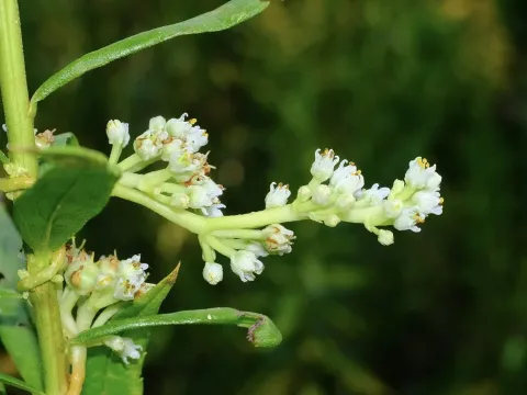 Hazel dodder