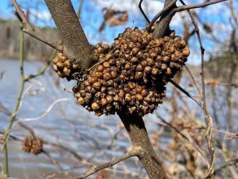 Повилика компактная