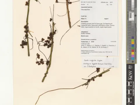 Cuscuta cassytoides