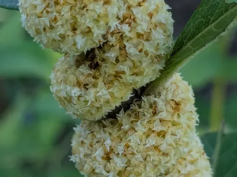 Cuscuta glomerata