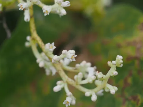 Japanese dodder