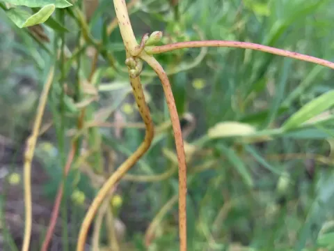 Cuscuta monogyna