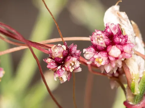 Palestinian dodder