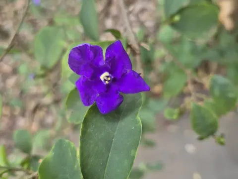 Brunfelsia uniflora