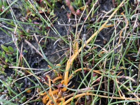 Tasmanian dodder