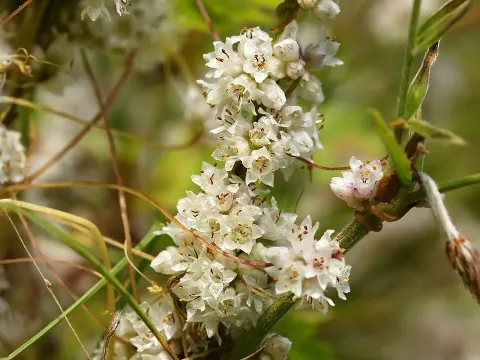 Short-styled dodder