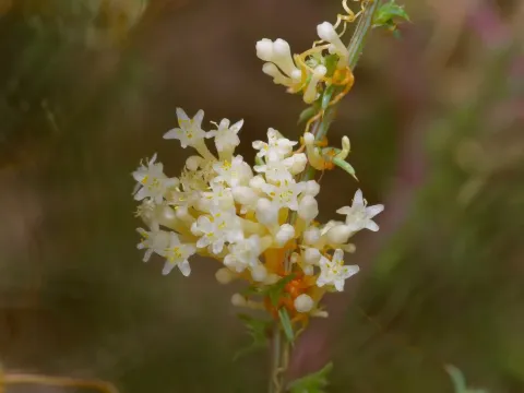 Umbrella dodder