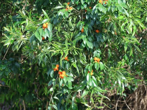 Кудрания