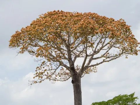 Cavanillesia