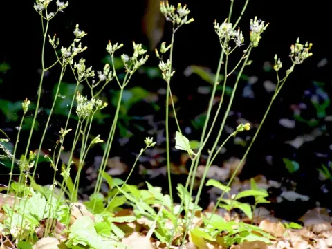 Crepis bursifolia