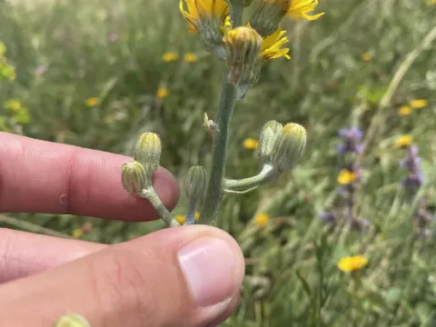Hungarian hawksbeard