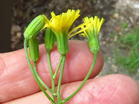 Smallflower hawksbeard