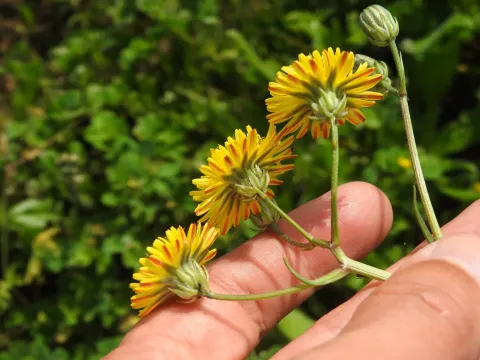 Crepis vesicaria