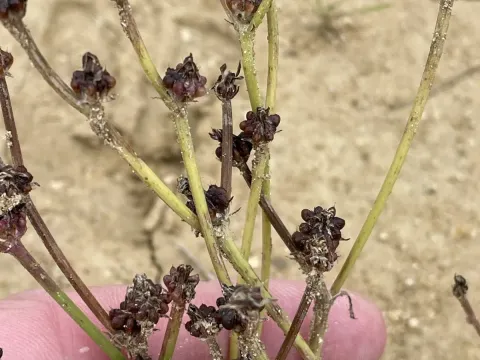 Crepis zacintha