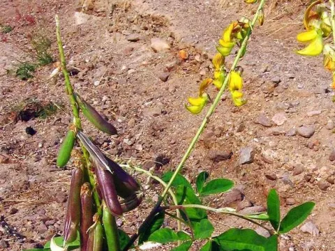 Longbeak rattlebox
