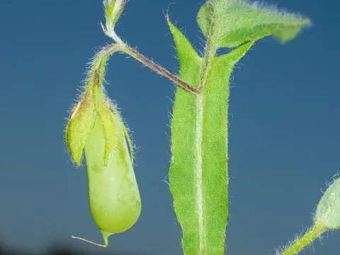 Arrowhead rattlebox