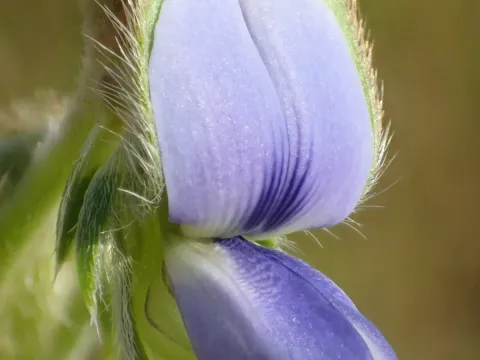 Crotalaria sessiliflora