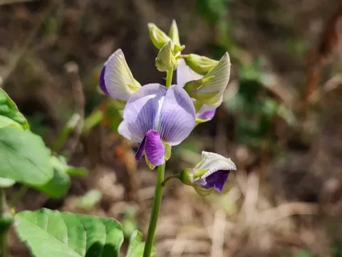 Crotalaria verrucosa