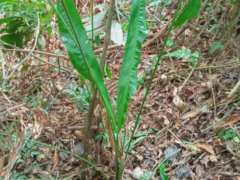 Cyclanthus