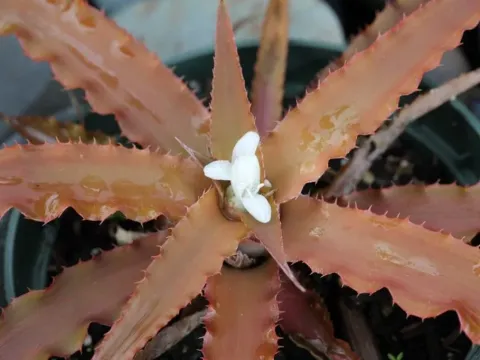 Cryptanthus