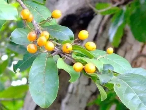 Casearia