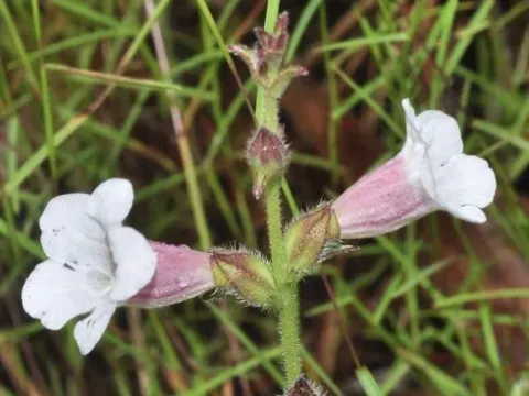 Centranthera
