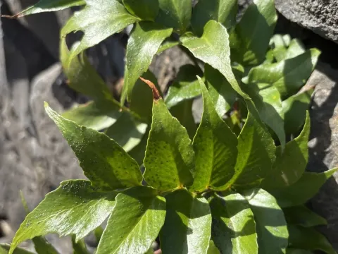 Japanese holly fern