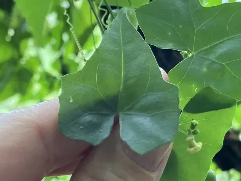 Cucumeropsis
