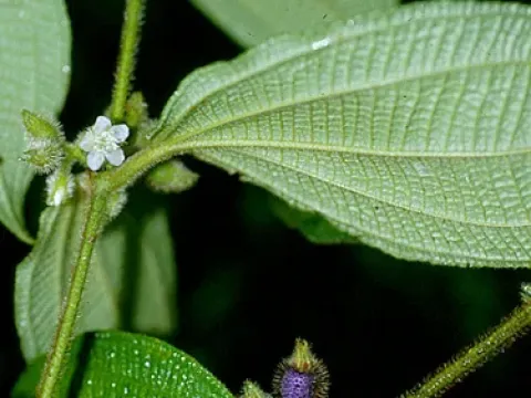 Clidemia dentata