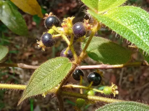 Clidemia dependens