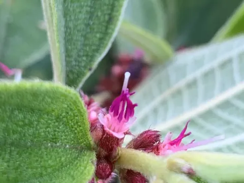 Clidemia rubra