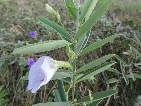 Clitoria guyanensis
