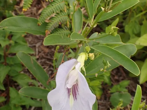 Clitoria laurifolia