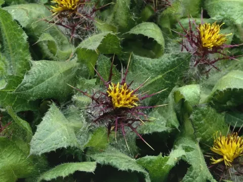 Blessed thistle