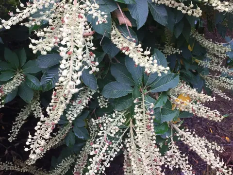 Clethra delavayi