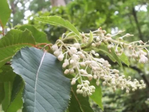 Clethra monostachya