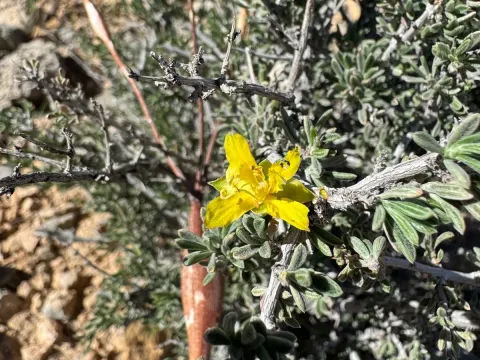 Blackbrush
