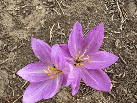 Meadow saffron