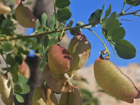 Bladder senna