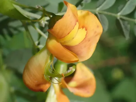 Пухирник середній