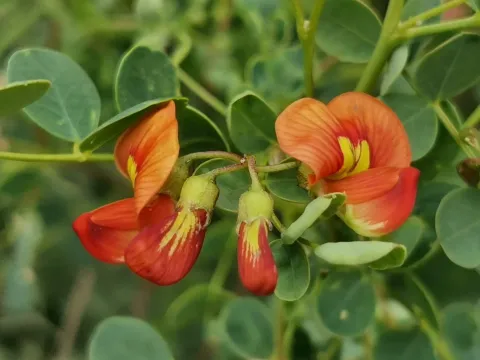 Oriental bladder senna