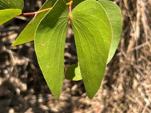 Colophospermum