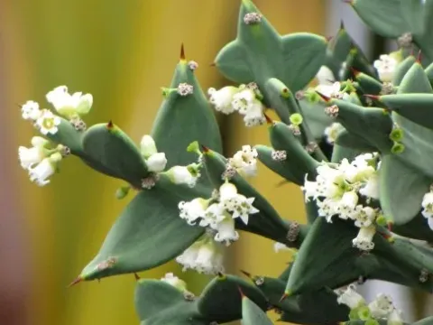 Colletia