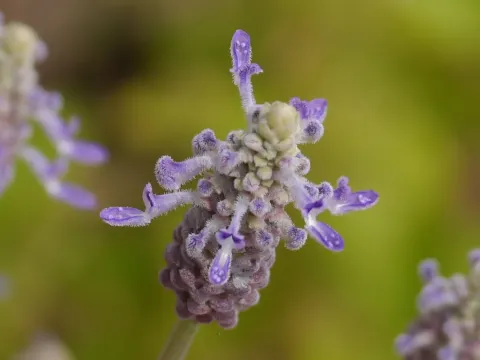 Coleus